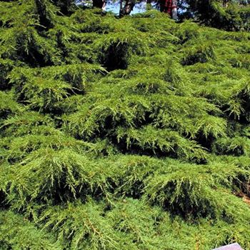 Juniperus_chinensis_Pfitzeriana_2000_1531.jpg