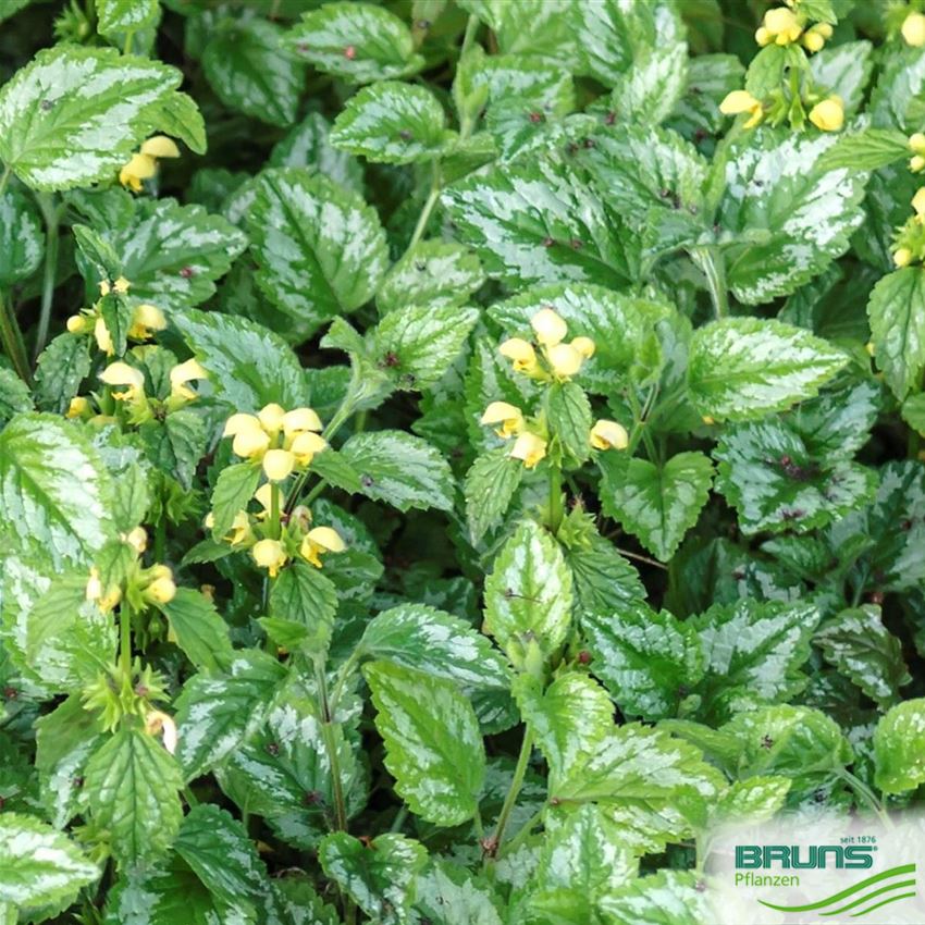 Lamium galeobdolon 'Florentinum' von Bruns Pflanzen