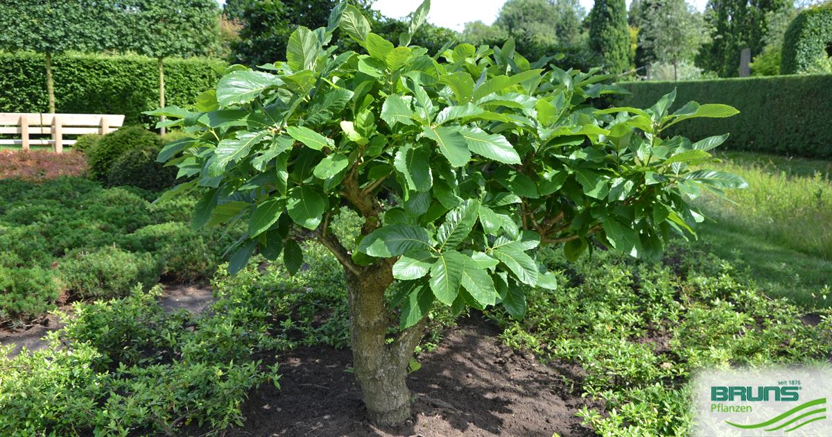 Quercus pontica, Pontische Eiche, Armenische Eiche