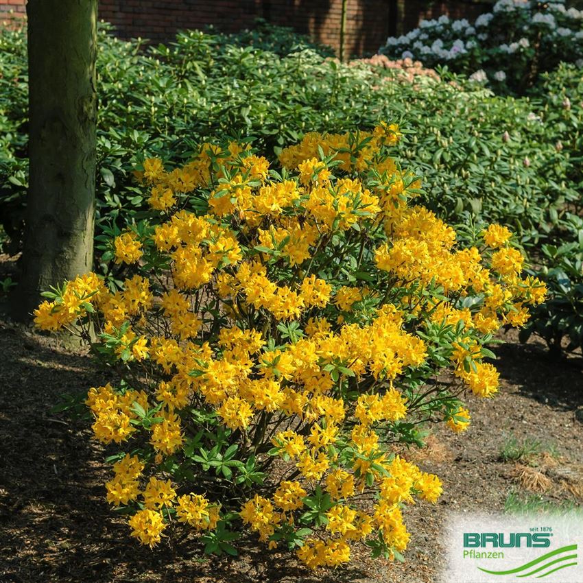 Azalea pontica von Bruns Pflanzen