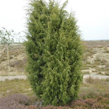 Juniperus_communis_2009_7036.jpg