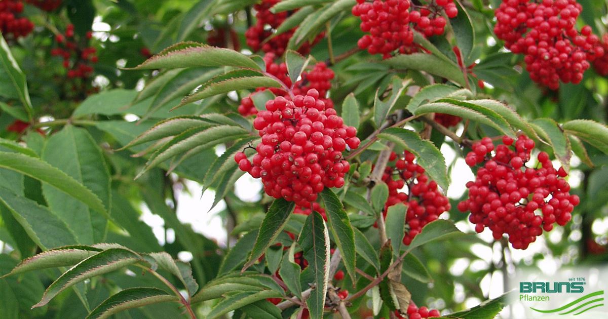 Sambucus racemosa, sureau à grappes, sureau rouge von Bruns Pflanzen