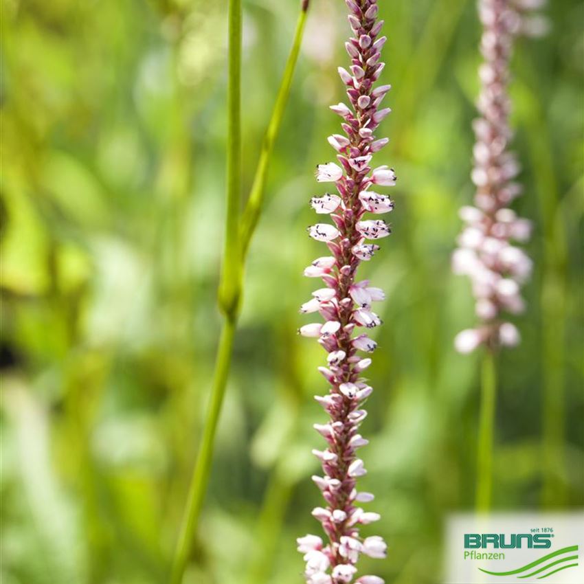 Polygonum amplexicaule 'Roseum' von Bruns Pflanzen