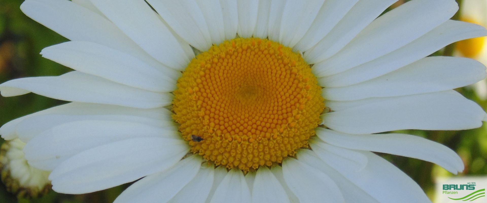 Leucanthemum vulgare 'Maikoenigin' von Bruns Pflanzen
