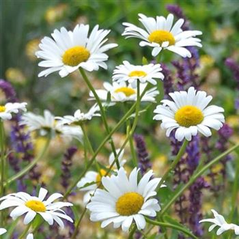 Leucanthemum vulgare 'Maikoenigin' von Bruns Pflanzen