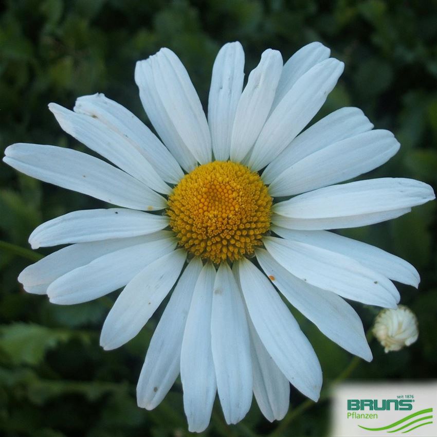 Leucanthemum vulgare 'Maikoenigin' von Bruns Pflanzen