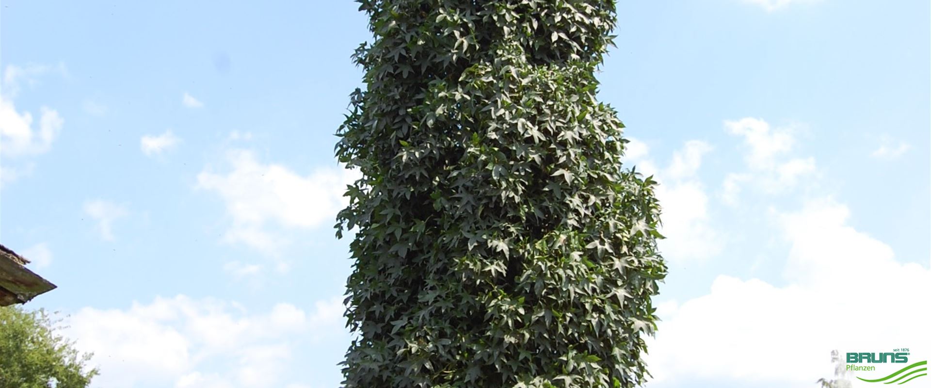 48+ Säulen-Amberbaum Liquidambar Styraciflua Slender Silhouette, Der