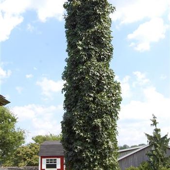 Liquidambar styraciflua 'Slender Silhouette', SäulenAmberbaum von
