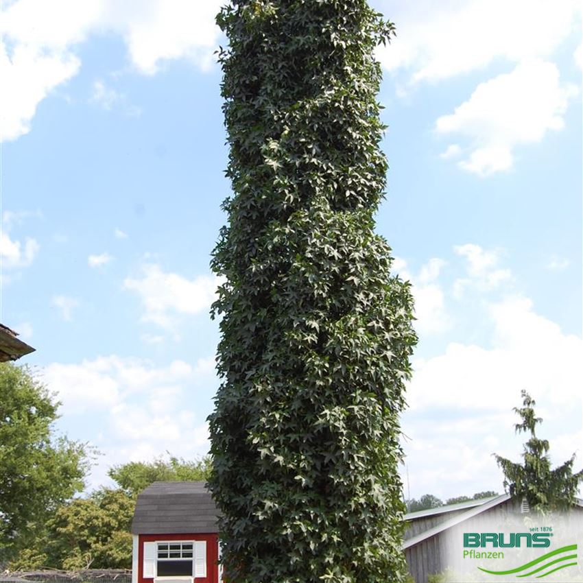 Liquidambar styraciflua 'Slender Silhouette', SäulenAmberbaum von