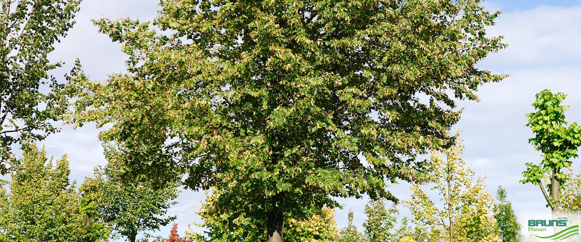 Tilia cordata 'Erecta' von Bruns Pflanzen