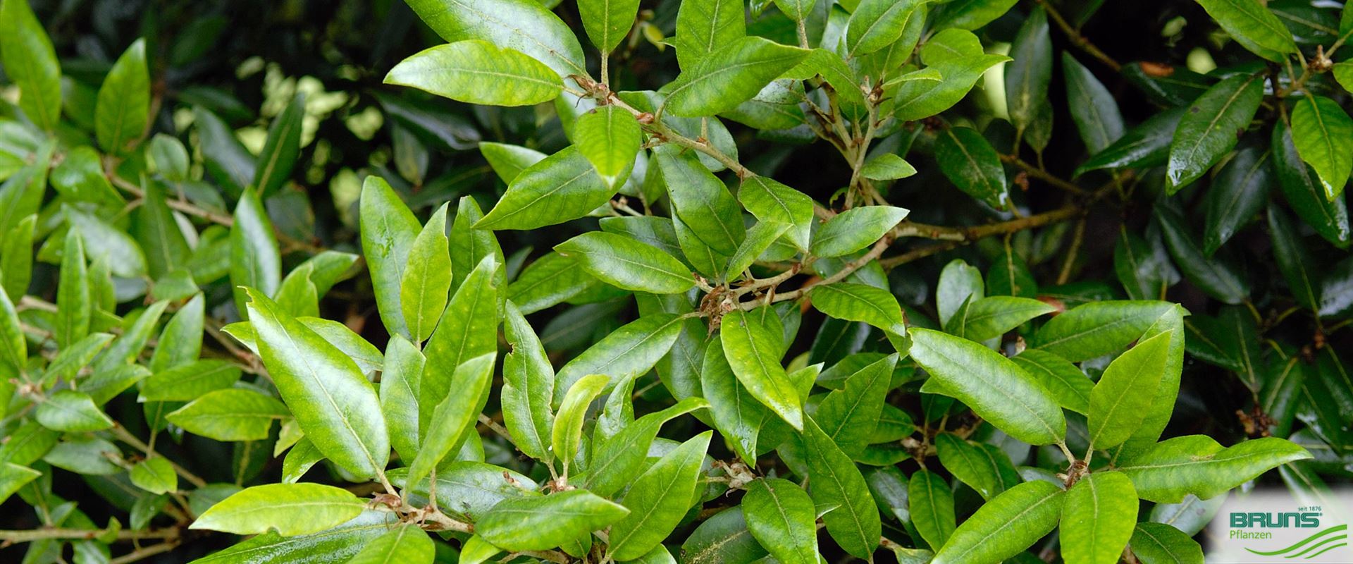 Quercus ilex, SteinEiche von Bruns Pflanzen