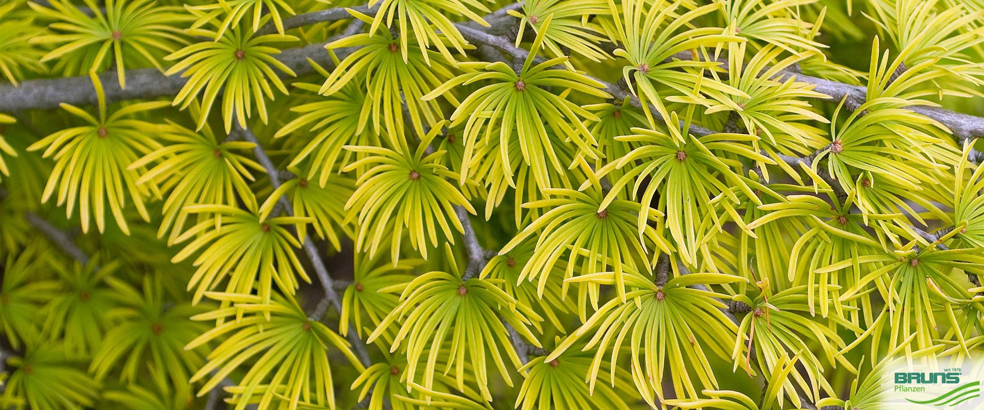 Pseudolarix amabilis von Bruns Pflanzen