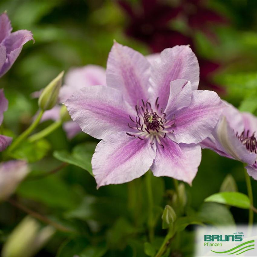 Clematis 'Nelly Moser' von Bruns Pflanzen