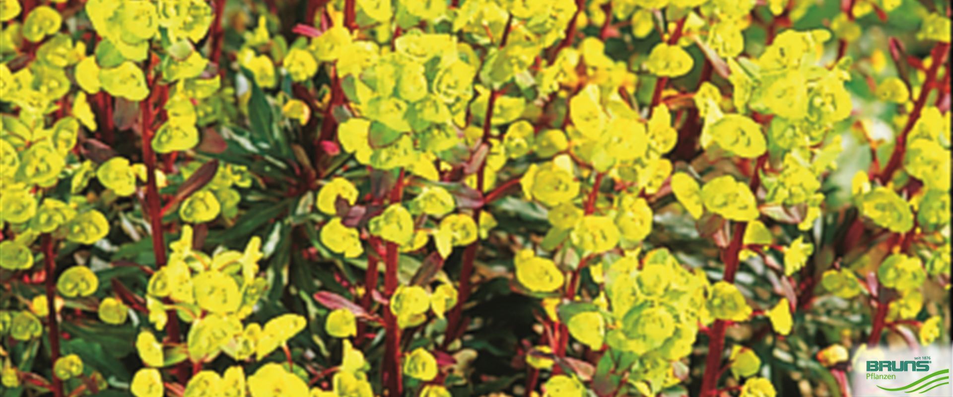 Euphorbia amygdaloides 'Purpurea' von Bruns Pflanzen