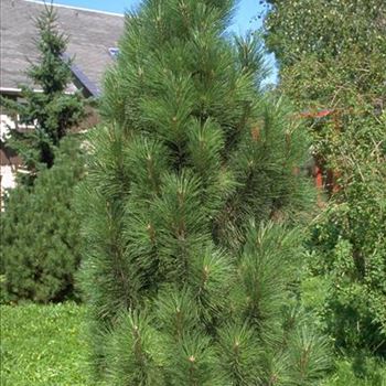 Pinus_nigra_pallasiana_pyramidata_1998_4632.jpg