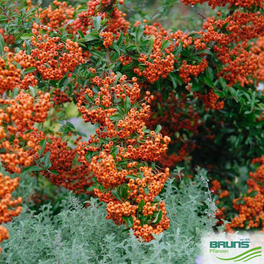 Pyracantha 'Orange Glow' von Bruns Pflanzen