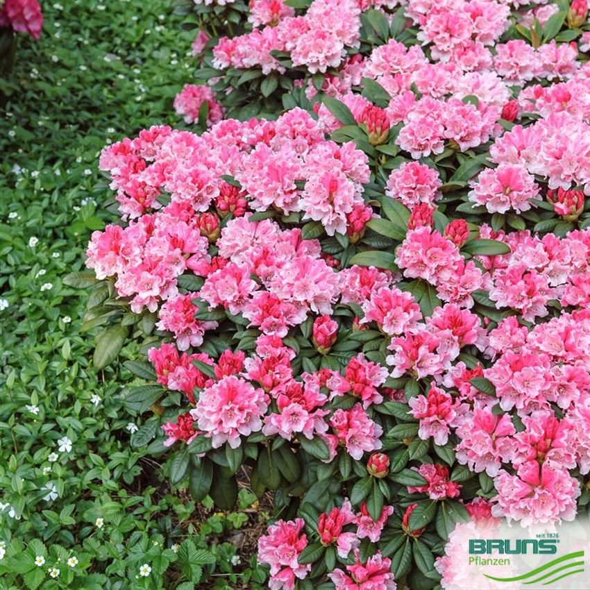 Rhododendron Yakush Colibri Von Bruns Pflanzen rhododendron-yakush-colibri-von-bruns-pflanzen