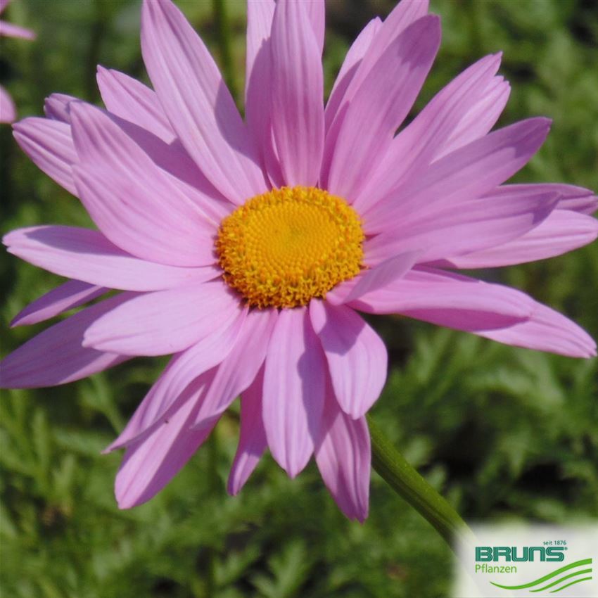 Tanacetum coccineum 'Robinson's Rosa' von Bruns Pflanzen
