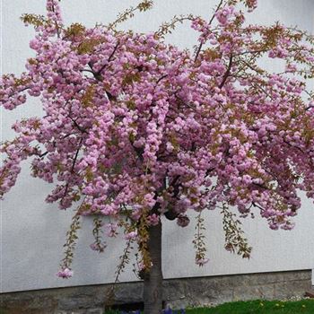 Prunus_serrulata_Kiku_shidare_zakura_HRM_0343.jpg