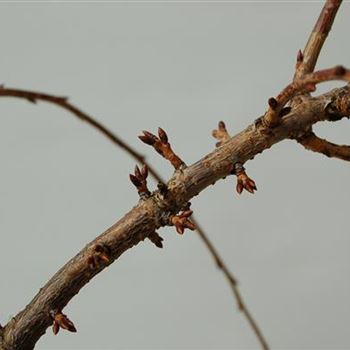 Prunus_serrulata_Kiku_Shidare_Zakura_GR_R1.jpg