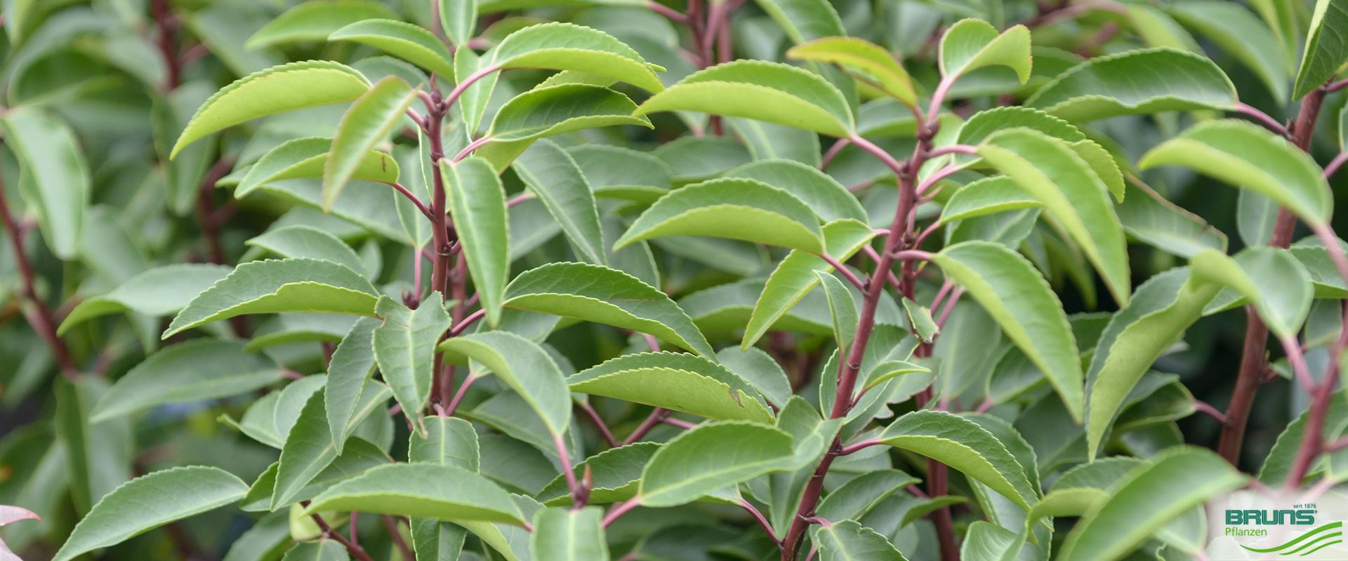 Prunus lusitanica 'Angustifolia' von Bruns Pflanzen