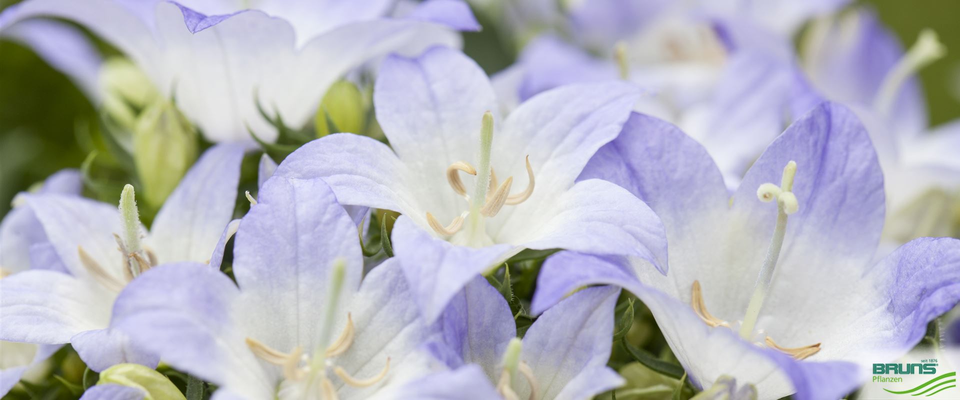 Campanula carpatica von Bruns Pflanzen