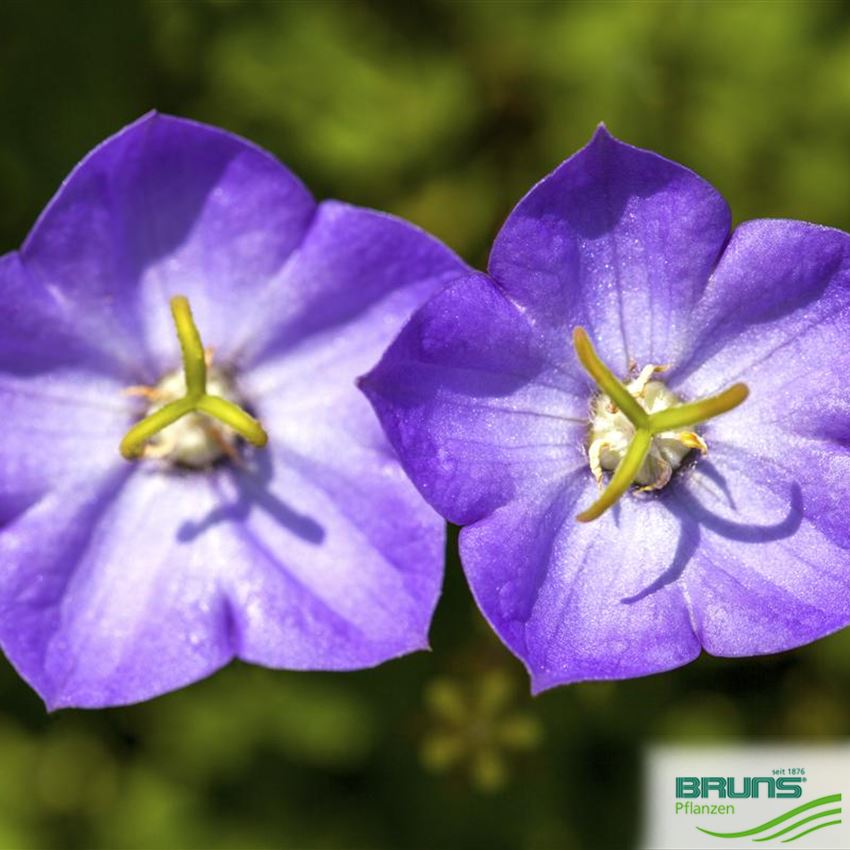 Campanula carpatica von Bruns Pflanzen