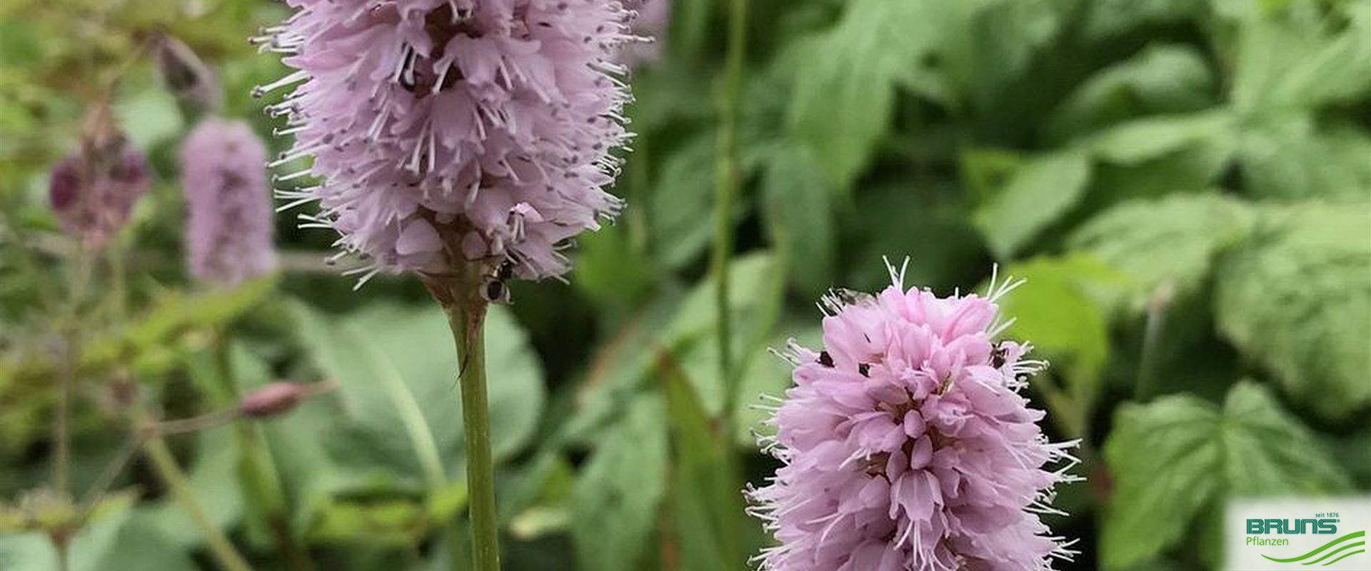 Bistorta officinalis 'Superbum' von Bruns Pflanzen
