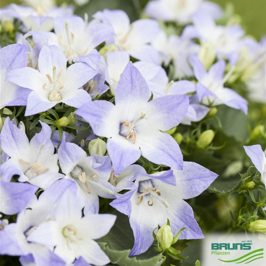 Campanula carpatica von Bruns Pflanzen