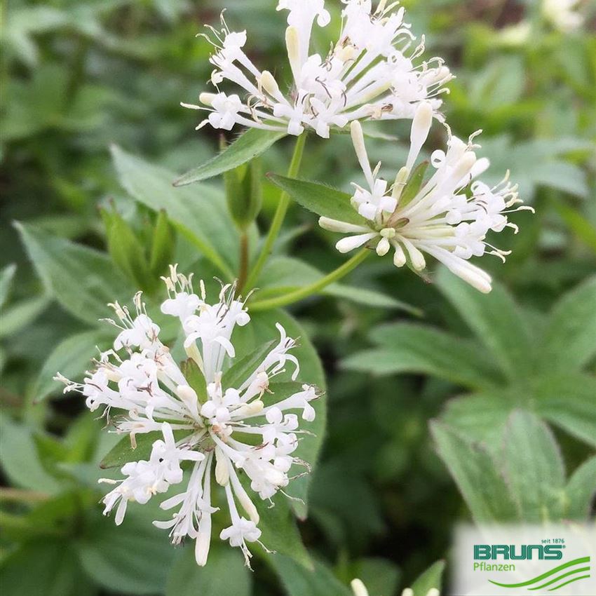 Waldmeister Russisch