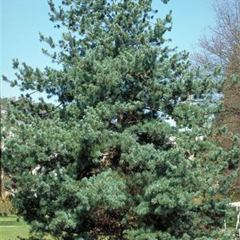 Pinus_parviflora_Tempelhof_1998_1385.jpg