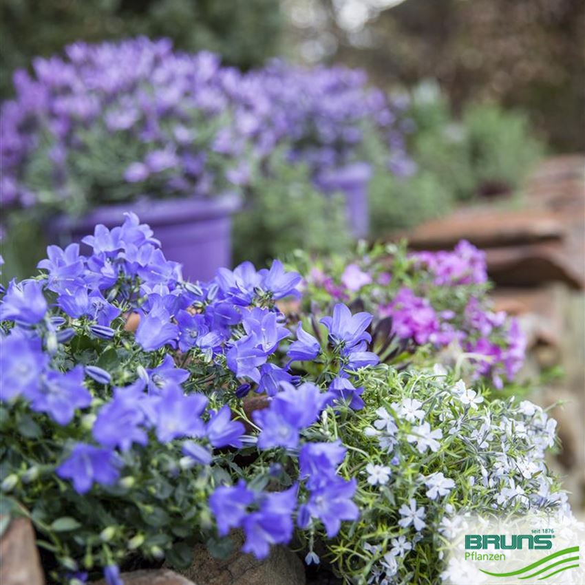 Campanula carpatica von Bruns Pflanzen