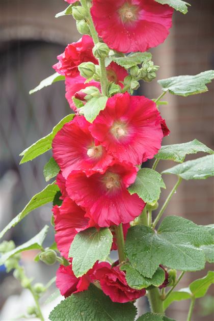 ALCEA rosea FICIFOLIA