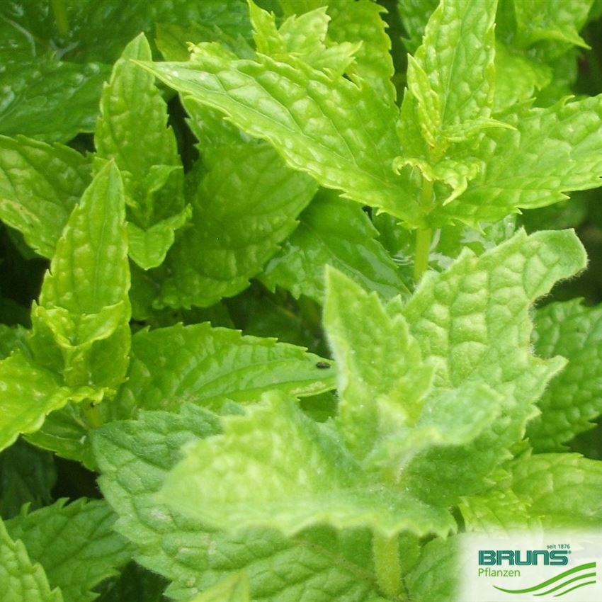 Mentha x piperita, Pfeffer-Minze von Bruns Pflanzen