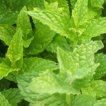 Mentha X Piperita, Peppermint Von Bruns Pflanzen