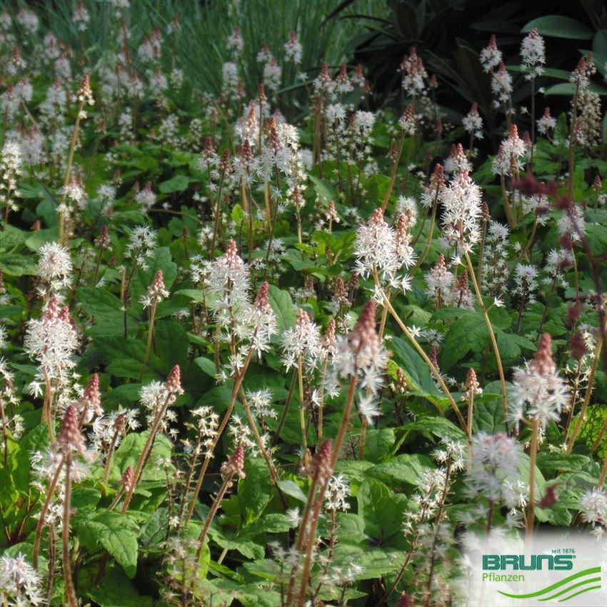 Tiarella cordifolia von Bruns Pflanzen