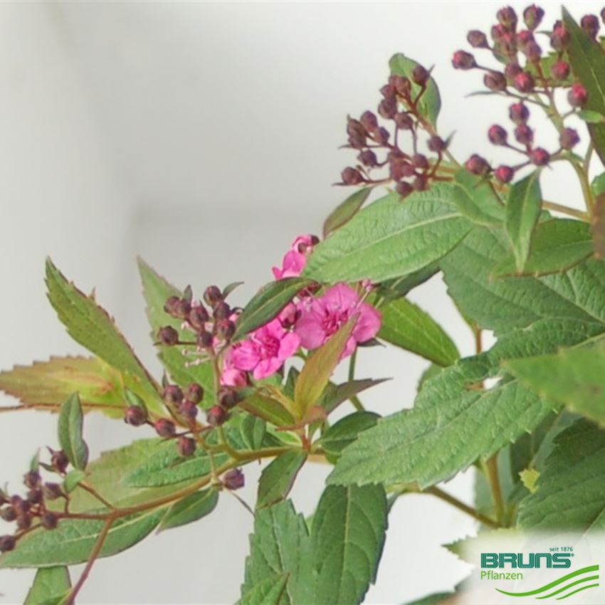 Spiraea japonica 'Shirobana' von Bruns Pflanzen