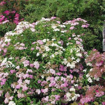 Spiraea japonica 'Shirobana' von Bruns Pflanzen