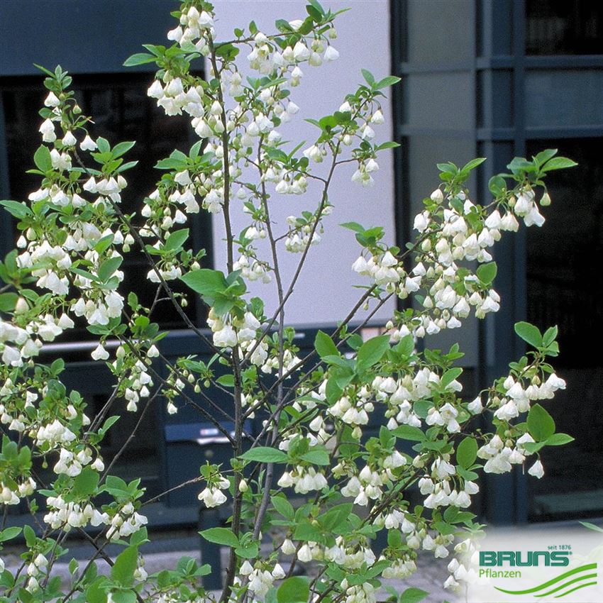 Halesia monticola, Schneeglöckchenbaum von Bruns Pflanzen