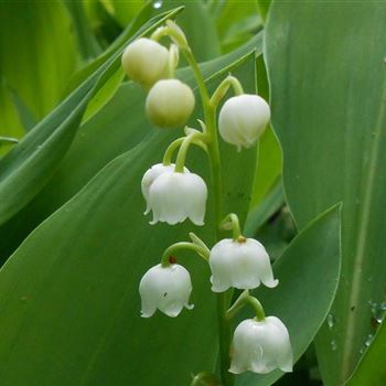 Convallaria majalis von Bruns Pflanzen