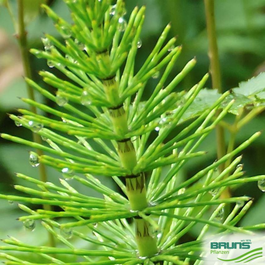 Equisetum hyemale von Bruns Pflanzen