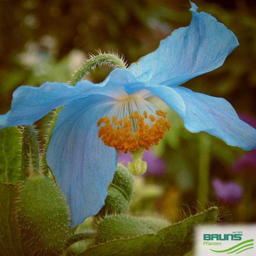 Meconopsis betonicifolia, Blauer HimalajaScheinmohn, TibetScheinmohn