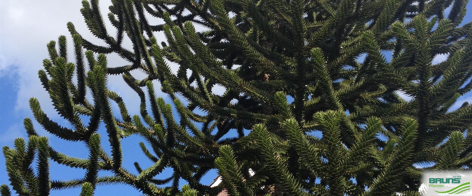 Araucaria araucana, Araukarie, Andentanne, Chilenische Schmucktanne von