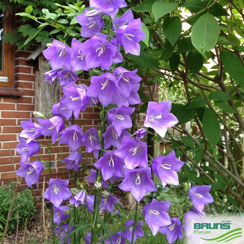 Campanula persicifolia 'Grandiflora Coerulea' von Bruns Pflanzen