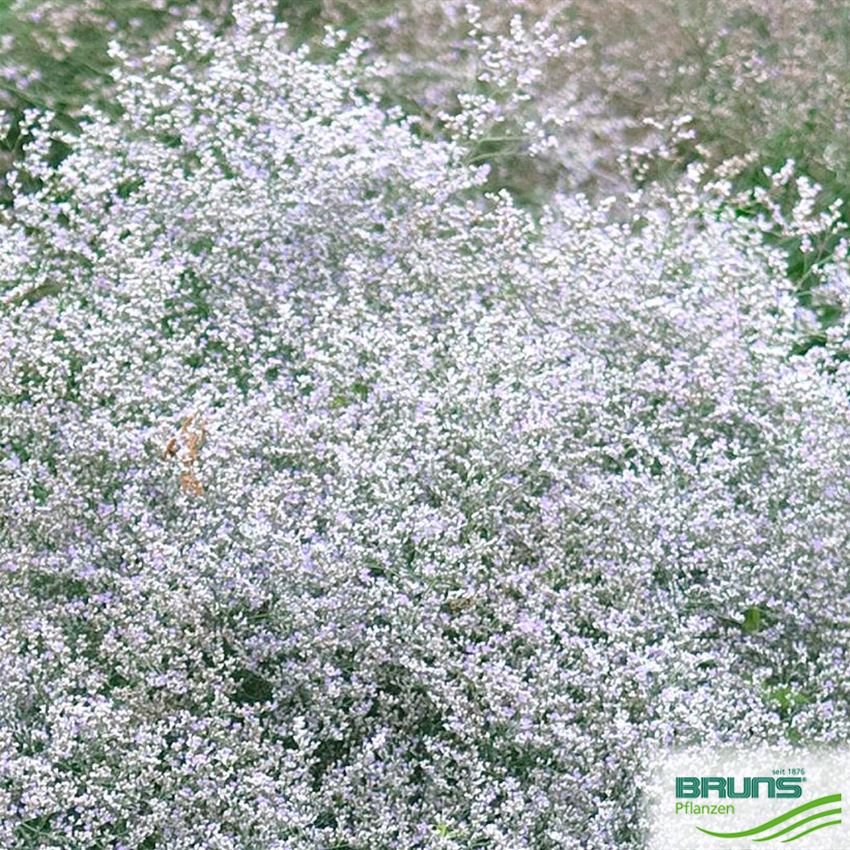 Limonium latifolium von Bruns Pflanzen