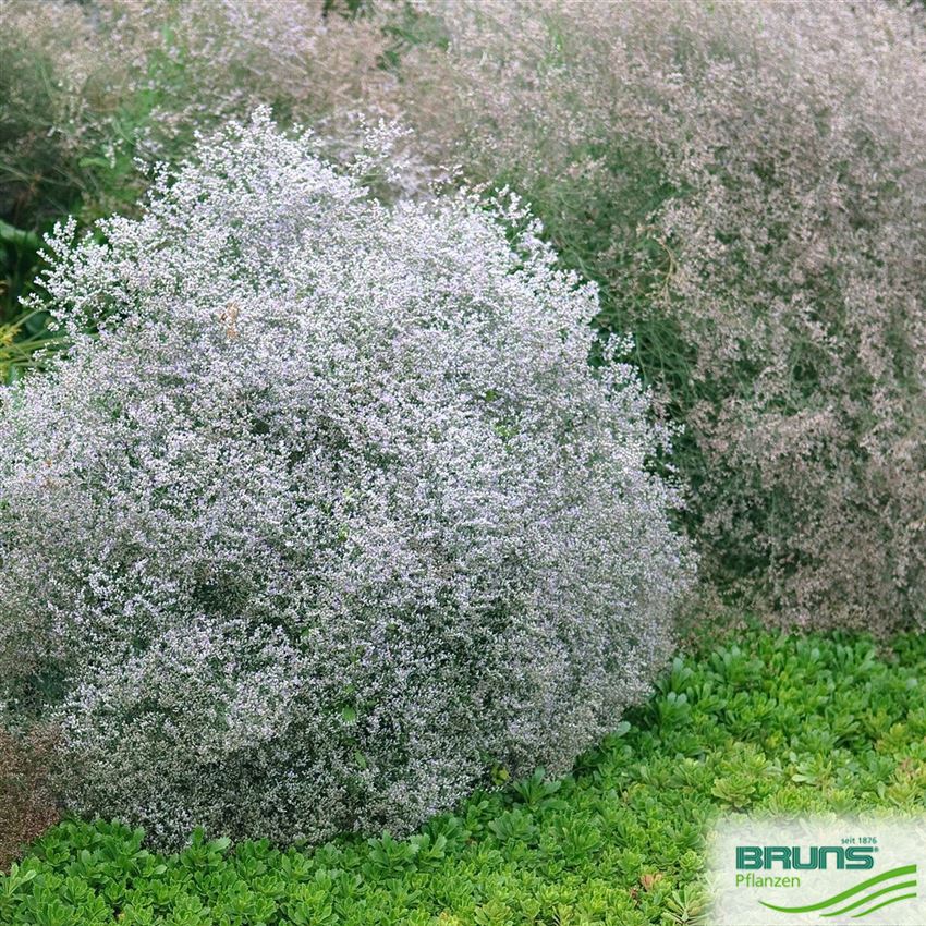 Limonium latifolium von Bruns Pflanzen