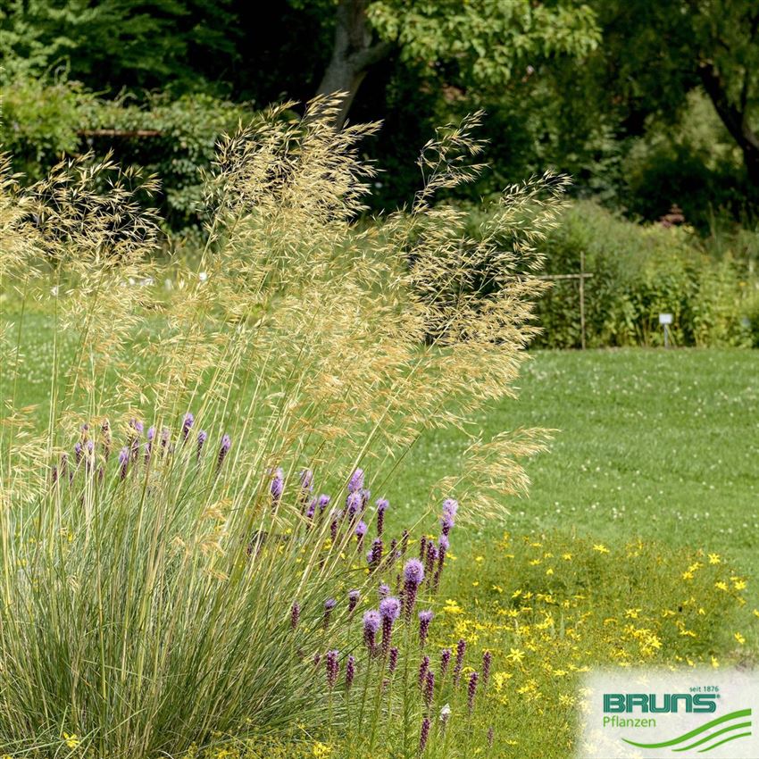 Stipa gigantea, RiesenFedergras von Bruns Pflanzen