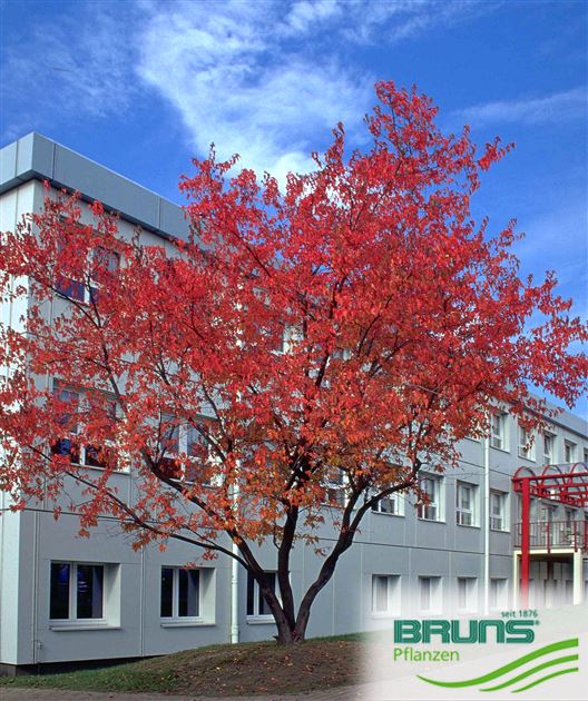 Acer ginnala, Amur maple von Bruns Pflanzen
