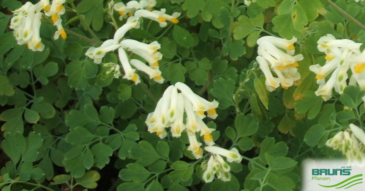 Corydalis ochroleuca von Bruns Pflanzen
