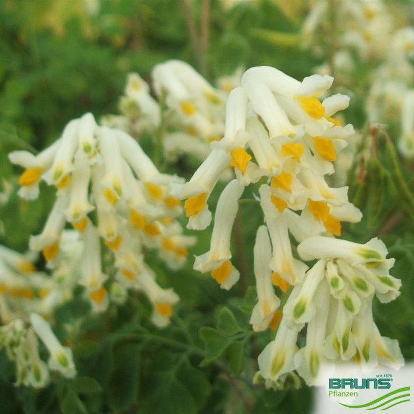 Corydalis ochroleuca von Bruns Pflanzen